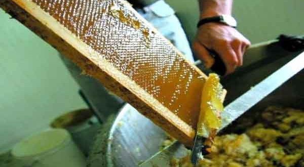 Mostaganem : 1ère conférence internationale sur l’apiculture