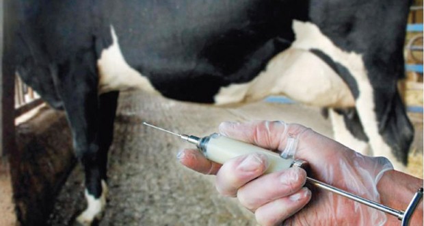 Constantine : Vaccination de plus de 14 000 têtes d’ovins et de caprins