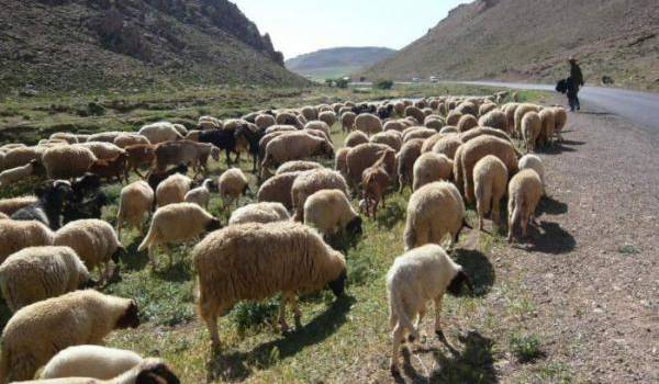 Mouzaïa : Vol de 57 moutons, les auteurs écroués