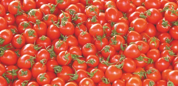 Production de la Tomate industrielle à Annaba : 1 183 890 quintaux attendus pour la campagne 2017/2018