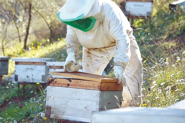 Mohamed Bouteldja (Président de l’Association des Apiculteurs de la Wilaya d’Alger): «La politique de proximité et des foires a réhabilité le miel algérien»