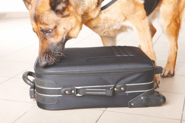 Tamanrasset : Des chiens renifleurs contre le trafic de drogue