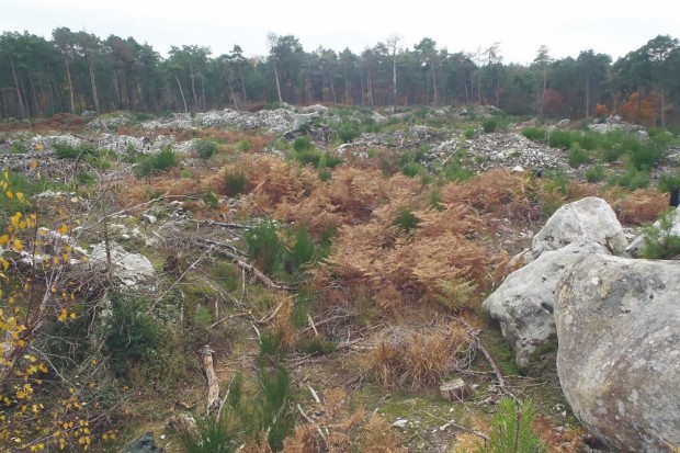 Abattage d’arbres à la Forêt de Djeouna des Issers (Boumerdès) : Massacre du patrimoine forestier