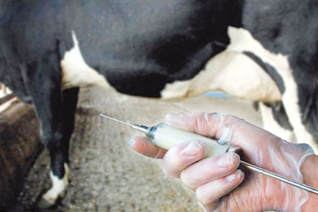 Ain Témouchent : 8 500 vaches laitières vaccinées contre la fièvre aphteuse