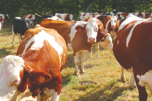 Alors qu’une vingtaine de têtes bovines est déjà abattue : Alerte à l’épidémie de fièvre aphteuse à Bouira