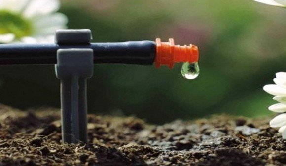 Elargir l’irrigation au goutte-à-goutte pour développer la filière de la tomate industrielle