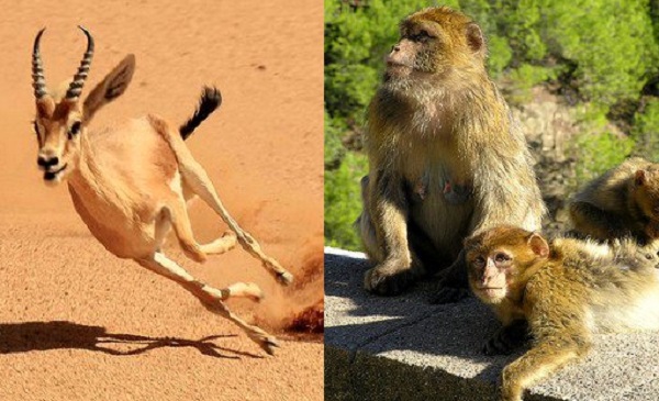 Braconnage et commerce illicite d’animaux sauvages: saisie de 6000 espèces protégées en 2017