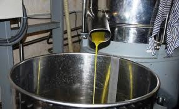 Près de 5.000 hectolitres d’huile d’olive produits