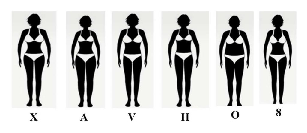 Les différents types de morphologie