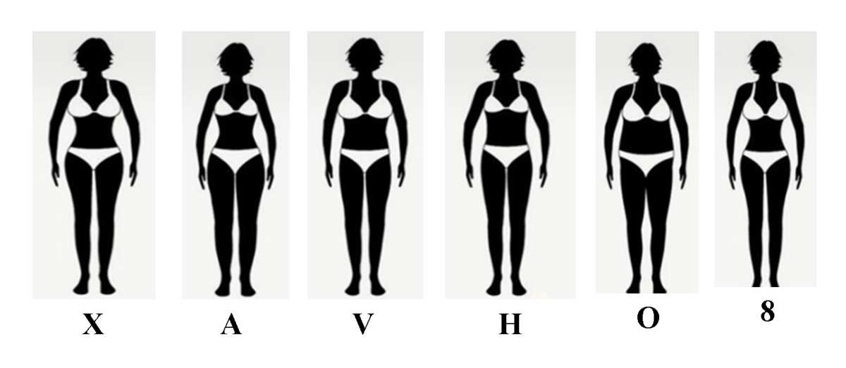 Les différents types de morphologie