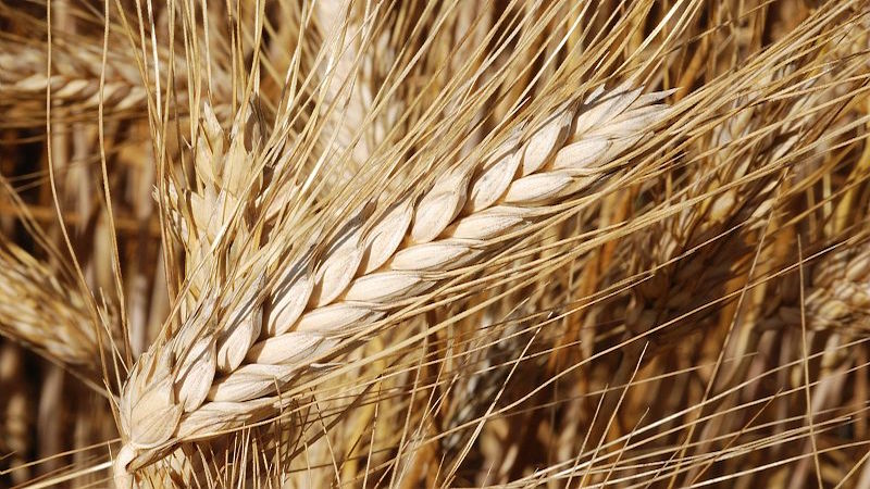 Augmenter le rendement du blé