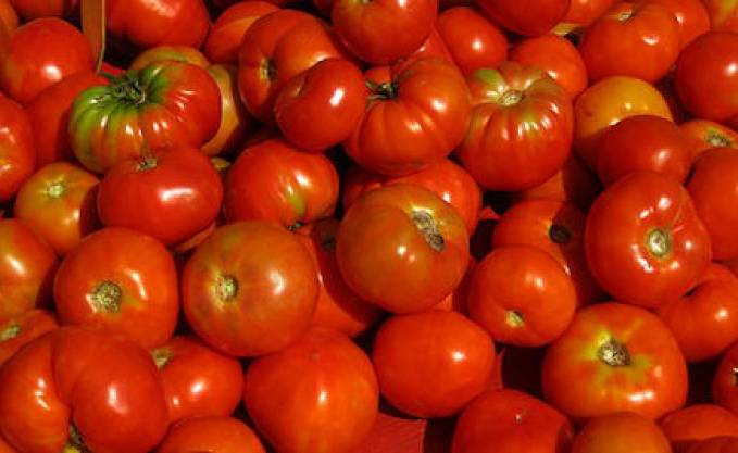 Tomate industrielle : Les contraintes d&rsquo;une filière