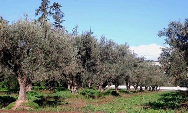 Les surfaces agricoles consacrées à l&rsquo;oléiculture estimées à 500.000 hectares à ce jour