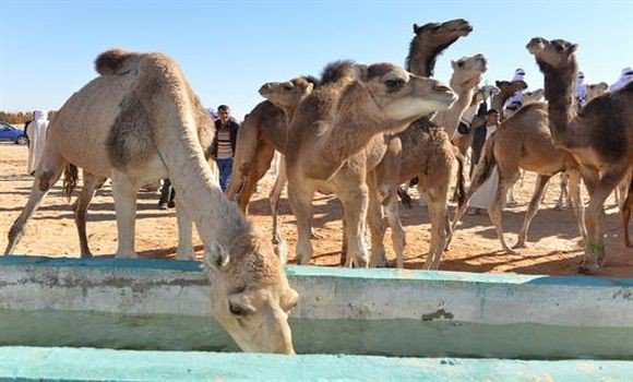 Bouazghi : bientôt un programme pour promouvoir l&rsquo;élevage camelin