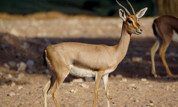 Tlemcen: lancement d&rsquo;un programme de protection de la gazelle du Cuvier