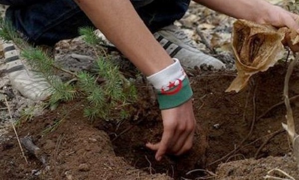 Forêts : 800.000 hectares reboisés depuis 2000
