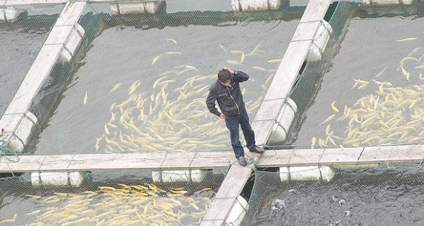 Bassins d’irrigation agricole à Sidi Bel Abbès : Lancement d’une session de formation en aquaculture