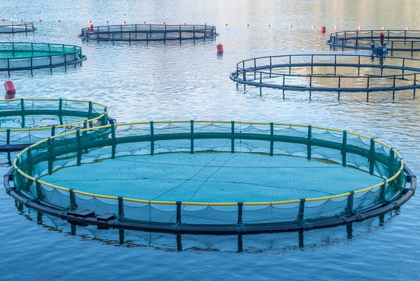 Secteur de la pêche et de l’aquaculture : Encourager les jeunes à se lancer dans ces créneaux
