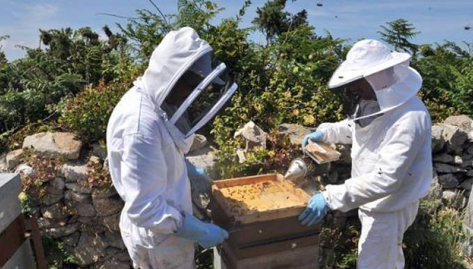 Chlef: Menace sur la filière apicole