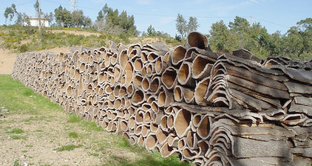 Filières bois et liège à Oran : Création d’un conseil professionnel commun