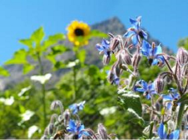 Plantes médicinales et aromatiques : un potentiel d’exportation hors hydrocarbures