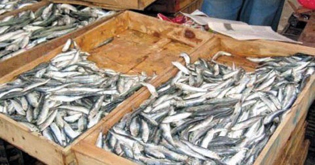 Flambée des prix du poisson : La sardine à 600 DA le kilo à Oran