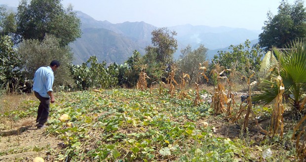 Pour booster l’agriculture de montagne : Plusieurs opérations au programme en 2018 à Tizi Ouzou