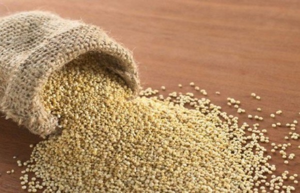Le quinoa peut s’avérer comme un complémentaire de la culture du blé en Algérie