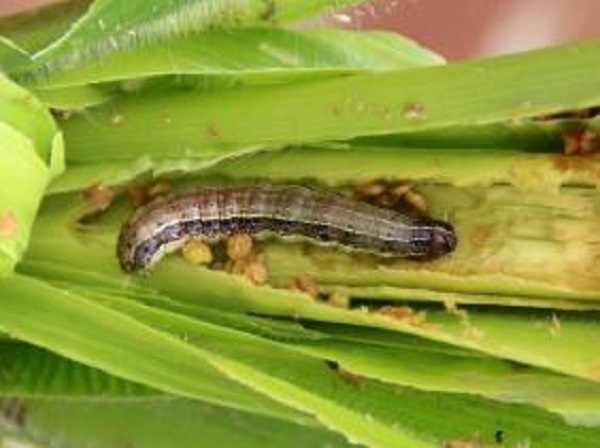 La FAO lance une application mobile pour lutter contre la chenille légionnaire d’automne