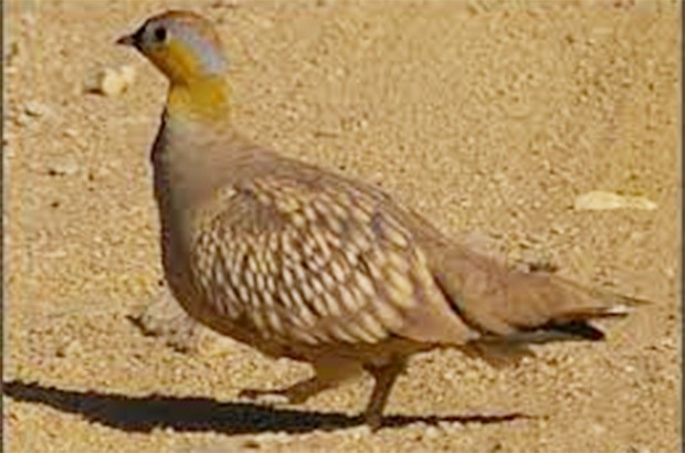 Une bonne perspective pour la direction des forêts : Un oiseau aquatique repéré à Touggourt