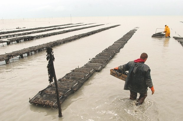 PROGRAMME D’APPUI À LA DIVERSIFICATION ÉCONOMIQUE : La production de moules et d’huîtres en débat à Béjaïa