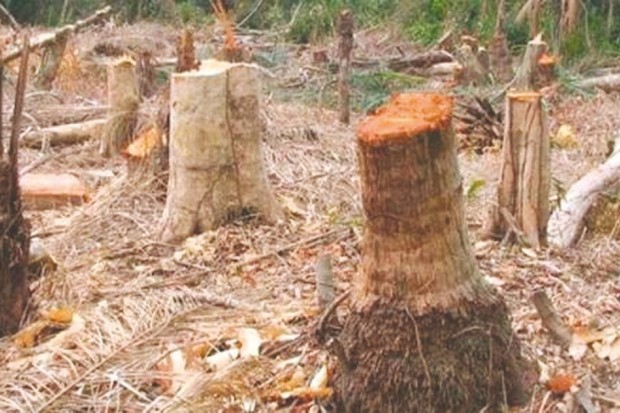 TEMIZIATH COMMUNE D’AHNIF (BOUIRA) : Les villageois dénoncent un “massacre” du patrimoine forestier