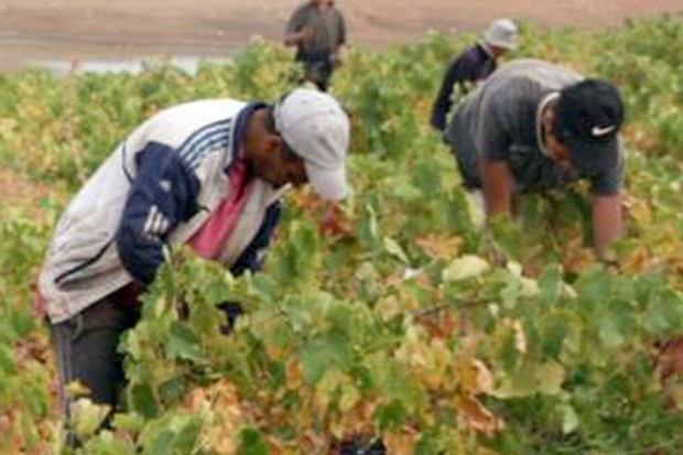 AVEC LE RETOUR DU SOUTIEN DE L’ÉTAT : Reprise de la culture de la vigne