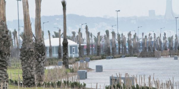 Aménagement de l’oued El Harrach: les palmiers se meurent