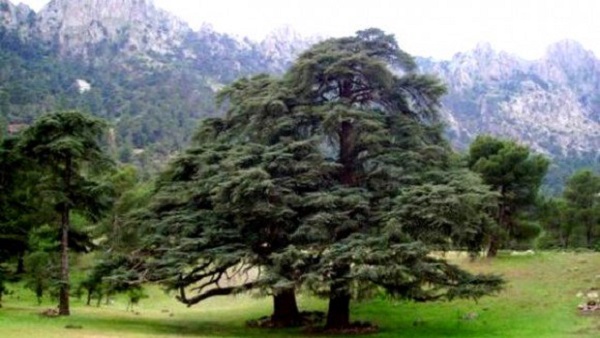 Economie forestière à Chlef: de grandes potentialités et des perspectives prometteuses