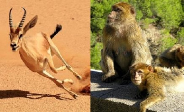 Faire des TIC un moyen de lutte contre le braconnage et le commerce illicite d&rsquo;animaux sauvages