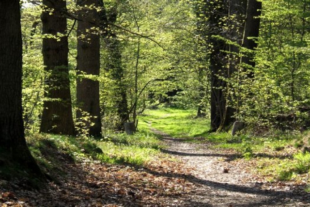 Mostaganem: Pour une valorisation des forêts