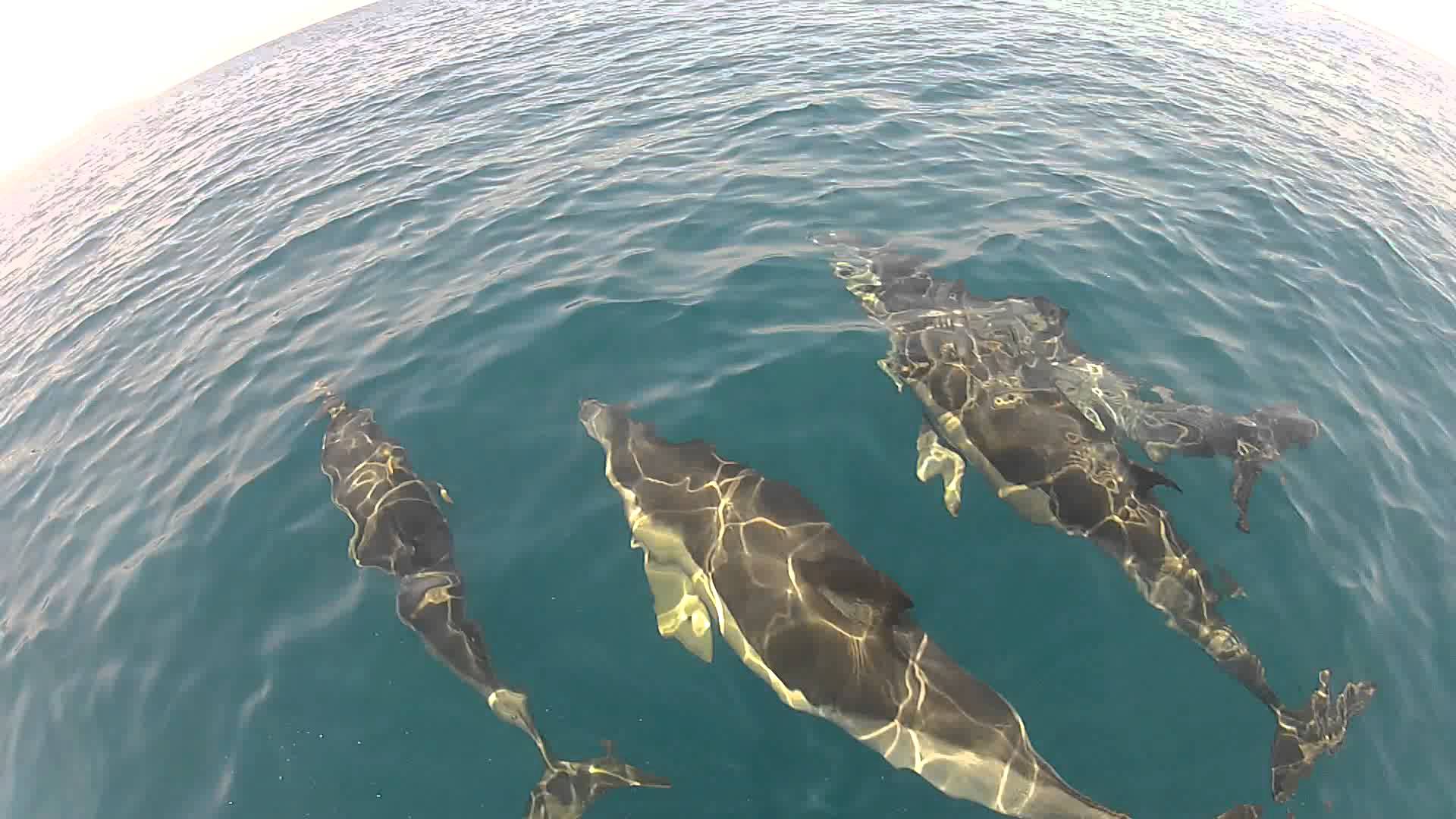 ENIEME CRIME DE CETACES : Un dauphin lacéré par des pécheurs