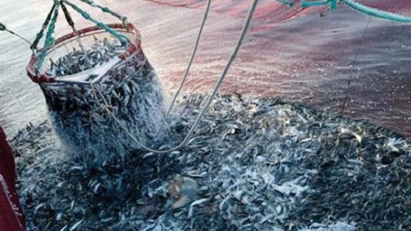 Accord pêche UE-Maroc: le gouvernement espagnol appelé à se conformer à la décision de la CJUE