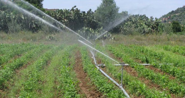 Surfaces irriguées à M’sila : L’extension à 60 000 hectares dans la wilaya, une nécessité