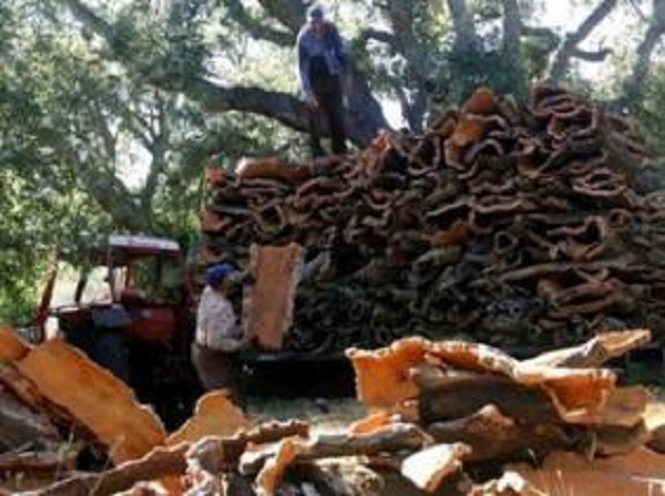 Liège: plus de 4 millions de dollars d’exportations et un programme pour le relèvement de ce seuil