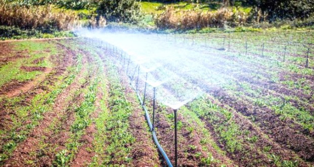 Terres agricoles irriguées : Augmentation prochaine à 53 000 ha à Mascara