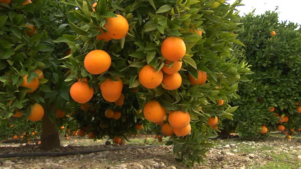 El-Tarf : Pour maintenir les prix élevés, ils laissent pourrir les oranges dans les vergers