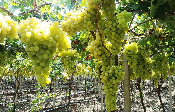Avec le retour du soutien de l’état: Reprise de la culture de la vigne