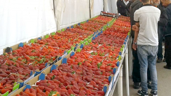 Agriculture / Fraisiculture : Traitement aux produits chimiques, un mal nécessaire ?