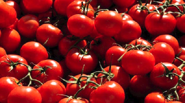 La conserverie de Reggane entame la production du triple concentré de tomate