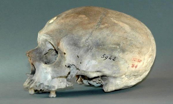Parmi les crânes recensés au musée de Paris, il y a 70 crânes de résistants de Zaâtcha