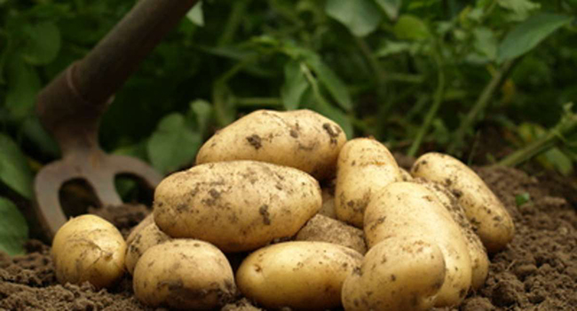 Pomme de terre : Une récolte de 2,5 millions de quintaux attendue à Mostaganem