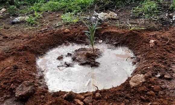 « Mon environnement est vert 2 »: plus de 20.000 arbustes plantés à Alger en 7 mois