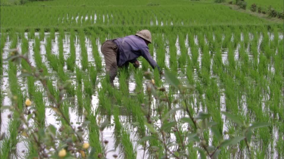 Des scientifiques chinois découvrent un gène aidant à augmenter les rendements de riz dans les sols salins